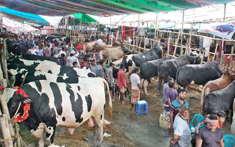 চট্টগ্রামে কোরবানির পশুর দাম বেশি, ক্রেতা কম