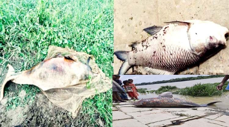 হালদায় মাছ ও ডলফিনের মৃত্যু, দায় কার?