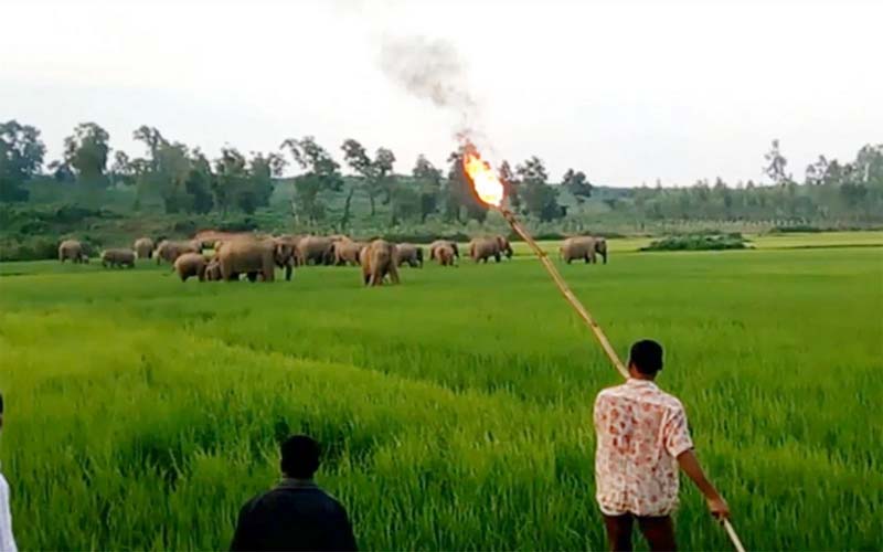 চট্টগ্রামে মানুষের দখলে হাতির আবাসস্থল-করিডোর!