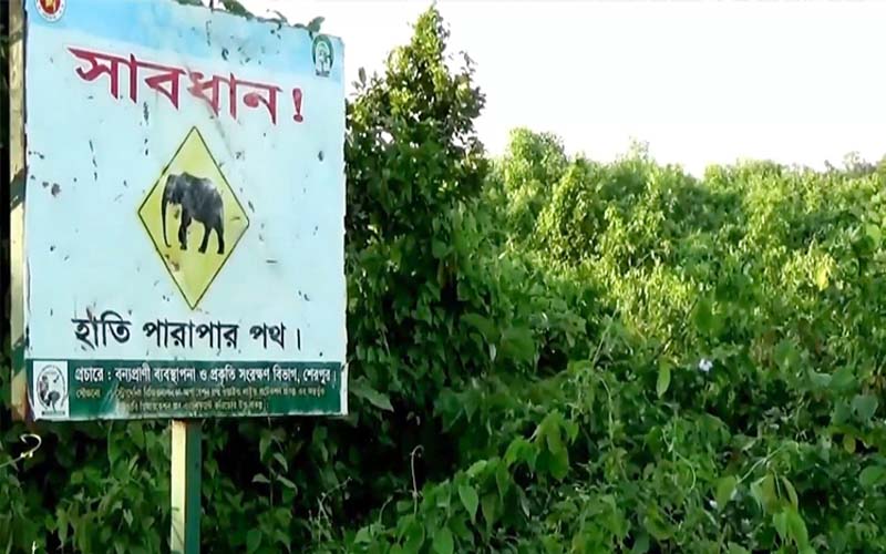 চট্টগ্রামে মানুষের দখলে হাতির আবাসস্থল-করিডোর!